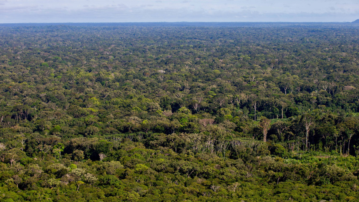Amazon rainforest