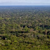Amazon rainforest