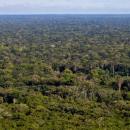 Amazon rainforest
