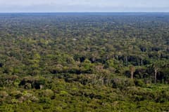 Amazon rainforest