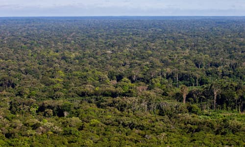 Amazon rainforest