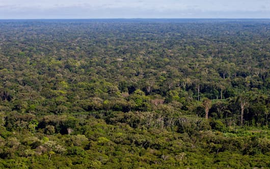 Amazon rainforest