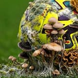 La Liga, fungus
