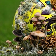 La Liga, fungus