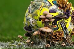 La Liga, fungus