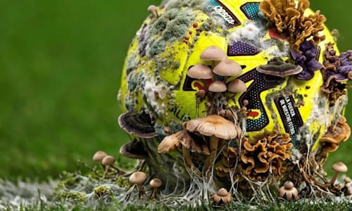 La Liga, fungus