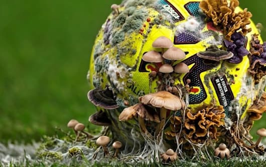 La Liga, fungus