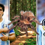 Diego Maradona, Lionel Messi, animal species