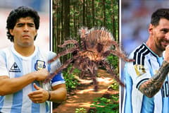 Diego Maradona, Lionel Messi, animal species