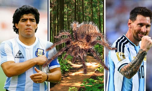 Diego Maradona, Lionel Messi, animal species