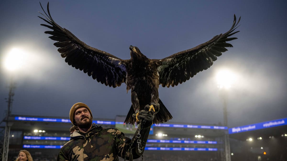 Crystal Palace eagle