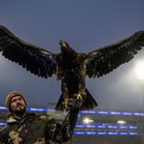 Crystal Palace eagle