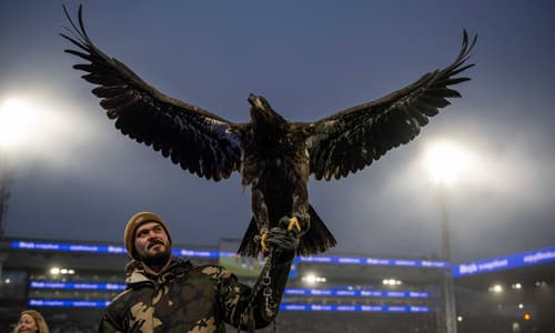 Crystal Palace eagle
